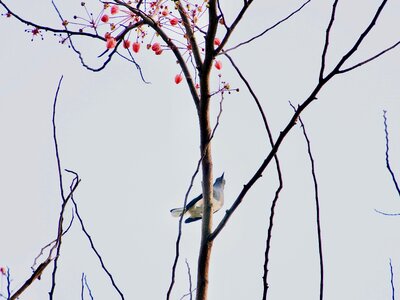 Flowers birds nature