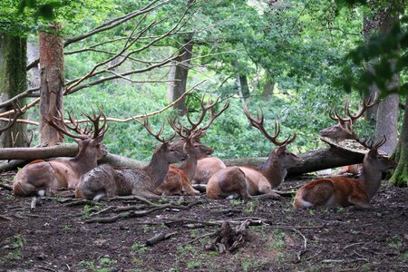 Wild antler forest