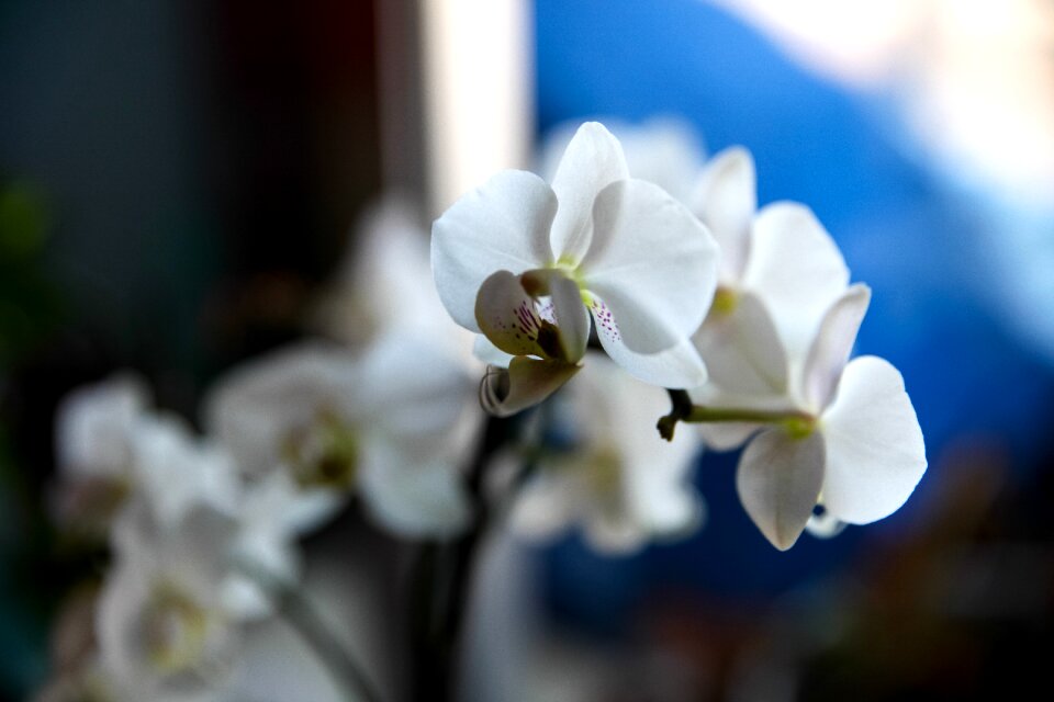 Vegetable delicate flower nature