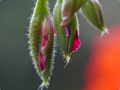 Flower buds macro in the morning