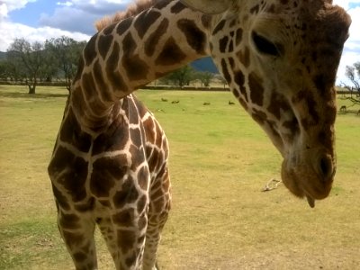 "Giraffa", close 1