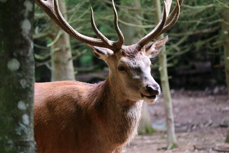 Close up animal portrait antler