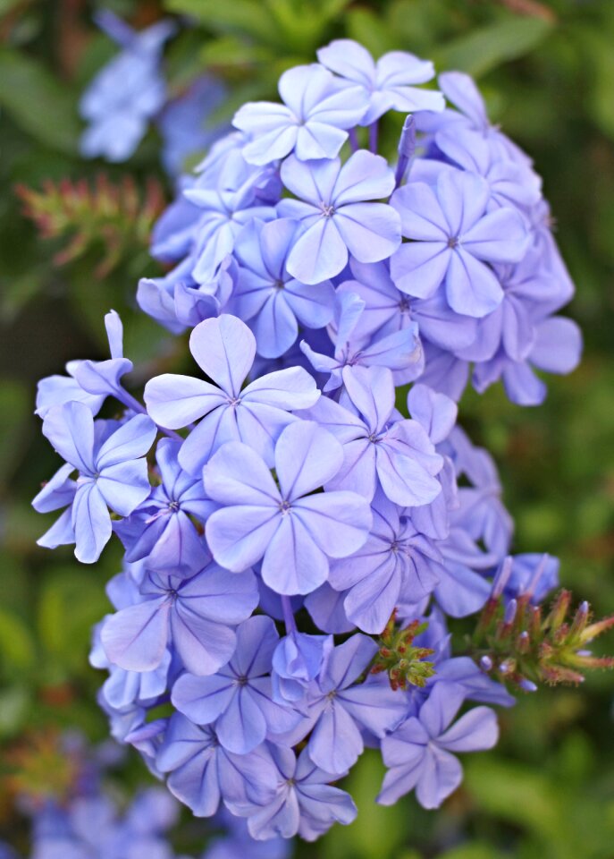 Plant nature close up photo