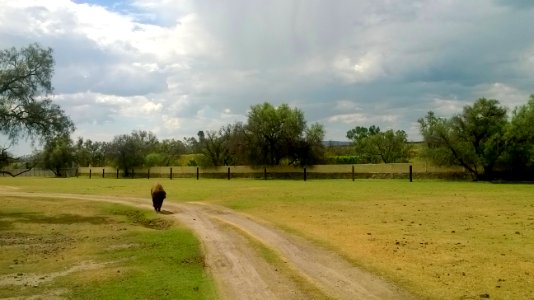 "Bisonte a la vista"