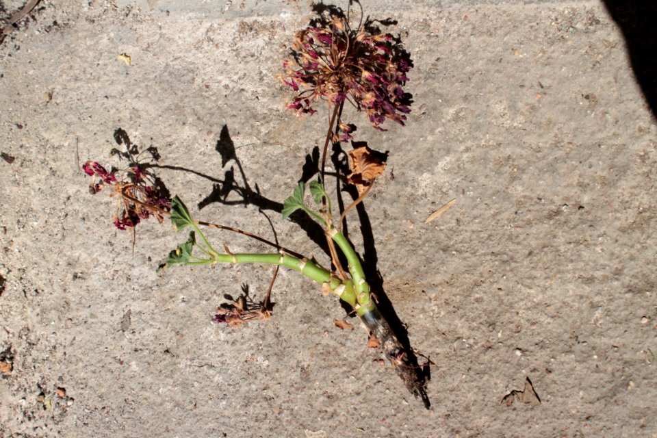 2013 09 08 Pelargonium zonale