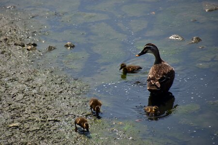 Environment pollution cub