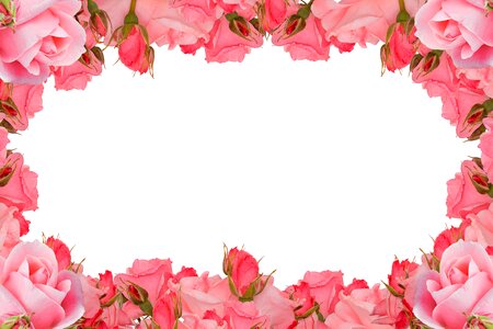 Floral flora romance