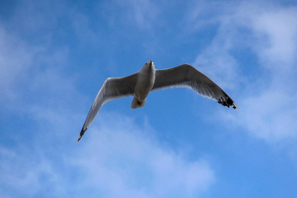 Birds sky seagull