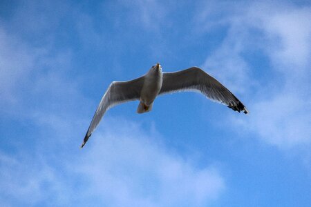 Birds sky seagull photo