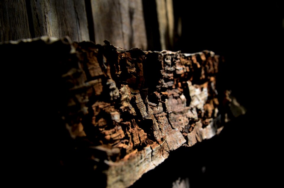 Rotten wood broken rots