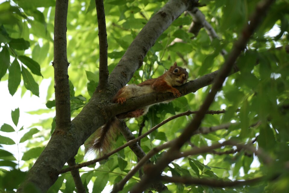 Forest nature rodent