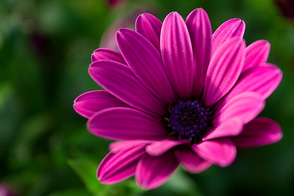 Purple purple flowers summer