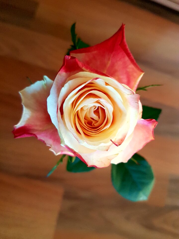 Petal floral plant