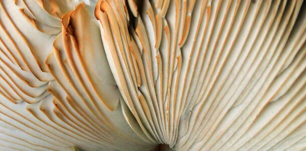 Pattern mushroom natural