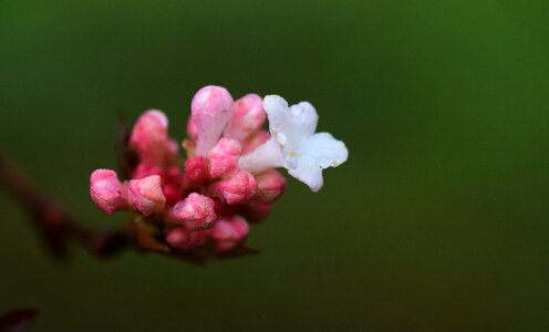 Small flower white pink photo