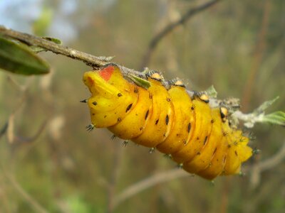 Yellow climbing twig