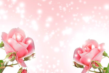 Romance summer bright