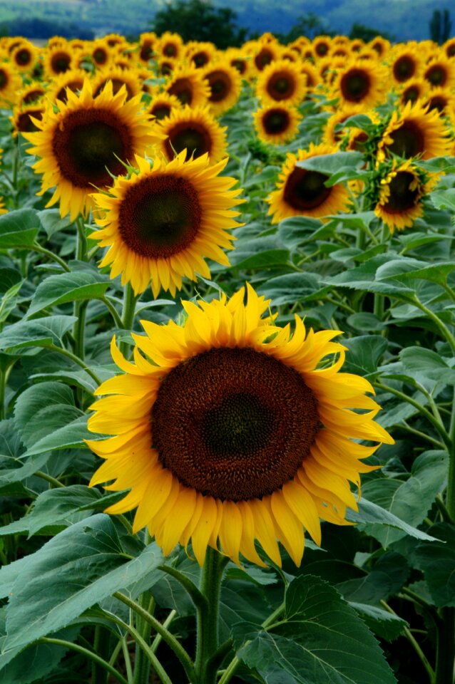 Sunflower fruit yellow