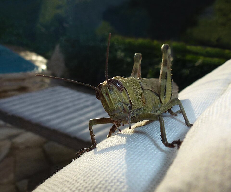 From the front insect animal