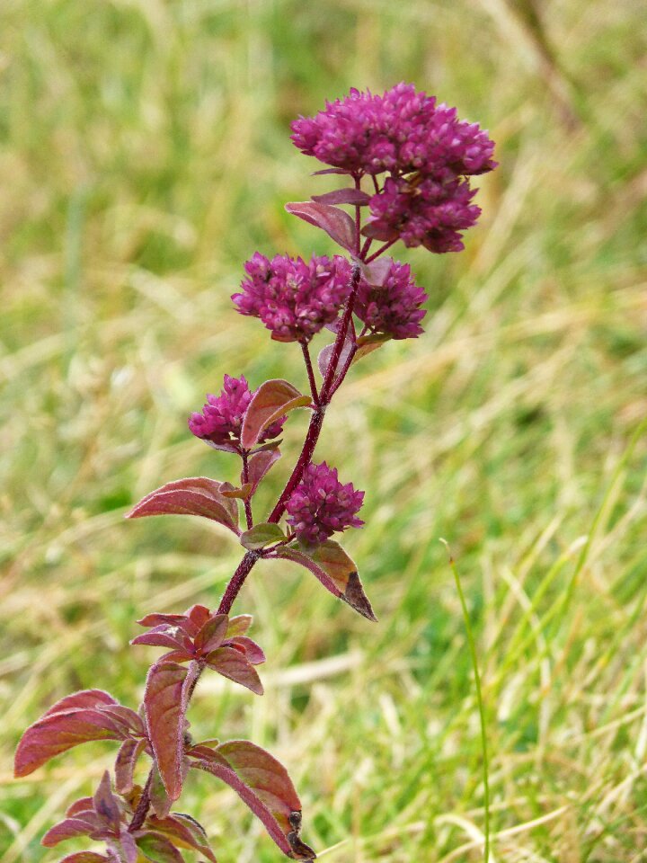 Oregano medicinal plant plant wildlife