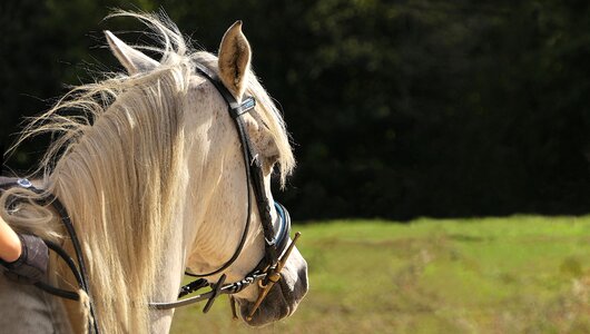 Horseback riding equine ride photo