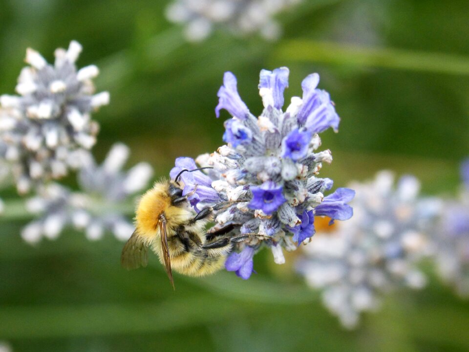 Libar wild flower lavender photo