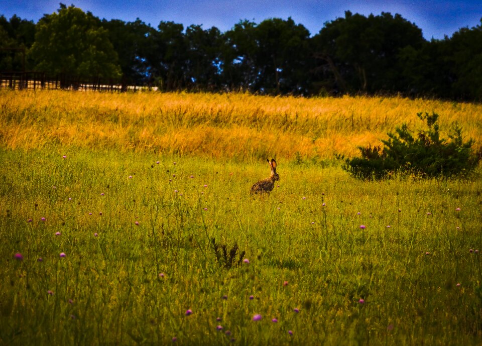 Texas wildflowers nature