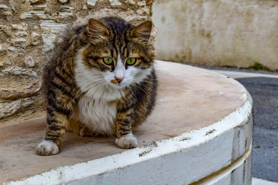 Cute curious street