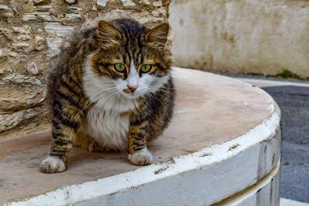 Cute curious street