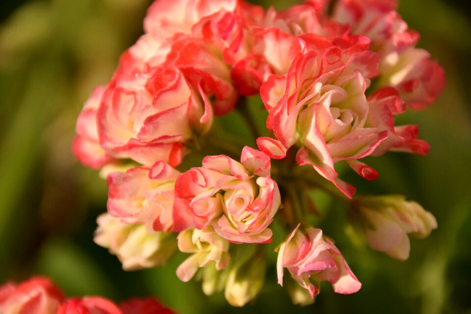 Geranium double flowering