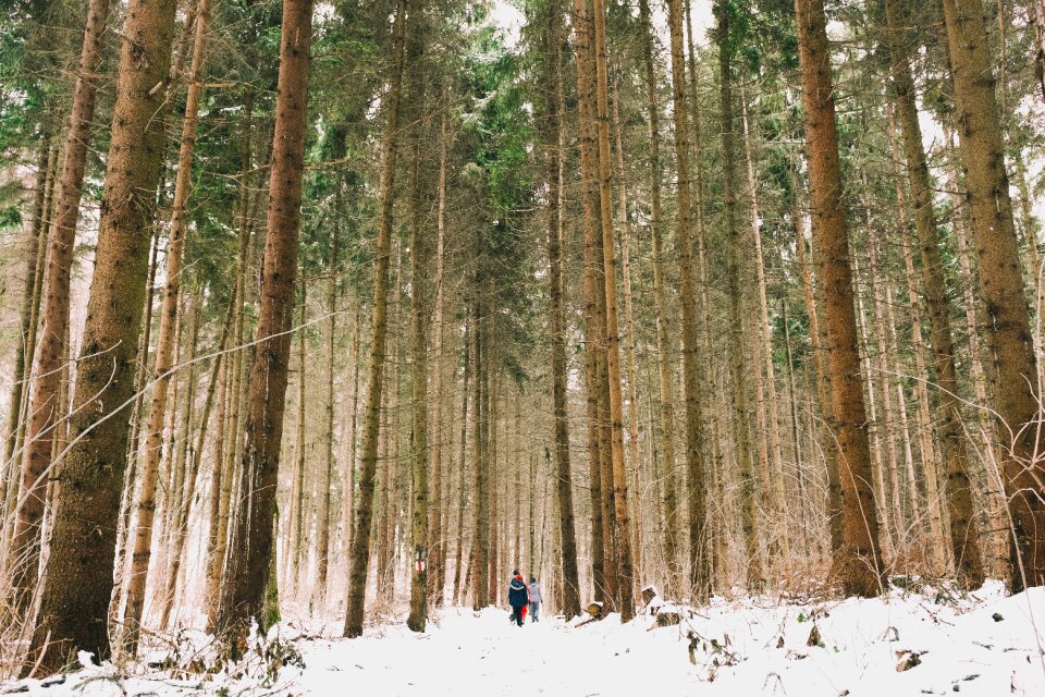 Trees travel adventure