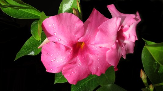 Plant garden nature