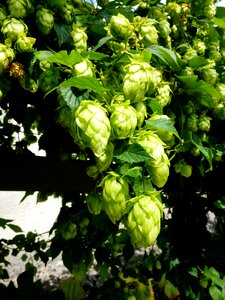 Brew hopfendolde hops fruits photo