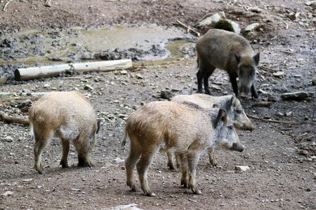 Piglet launchy sow