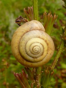 Snail shell spiral photo