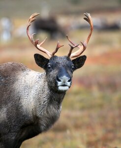 The horn of africa hoof animal