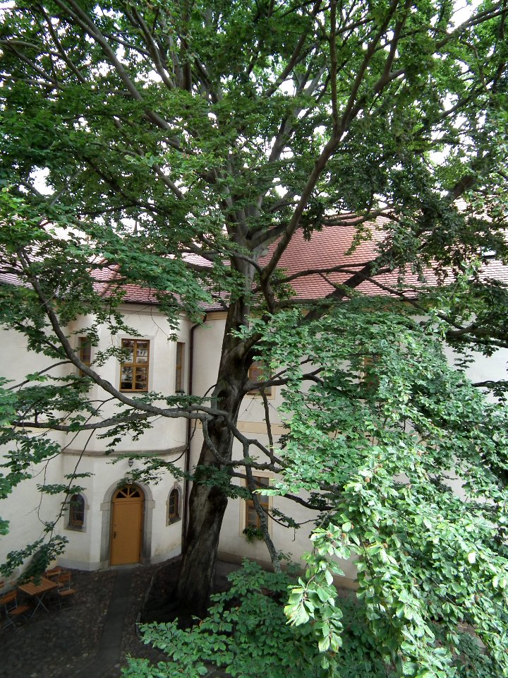 20190622 Senftenberg 051