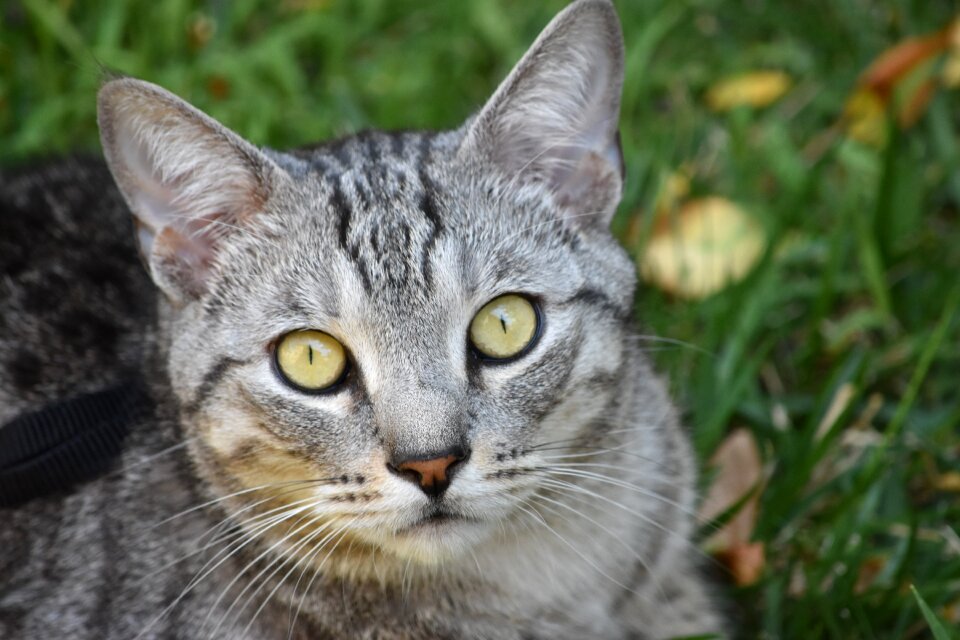Pet domestic whisker