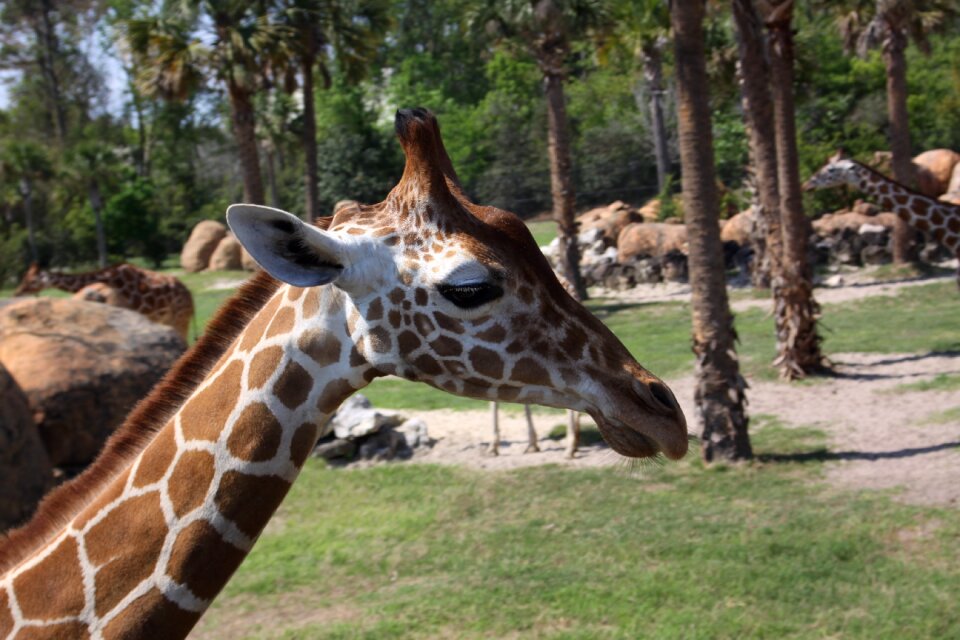 Long zoo tall