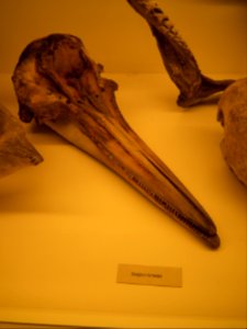 20151111 Altenburg Mauritianum 09