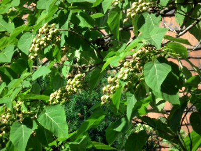 20190622 Senftenberg 094