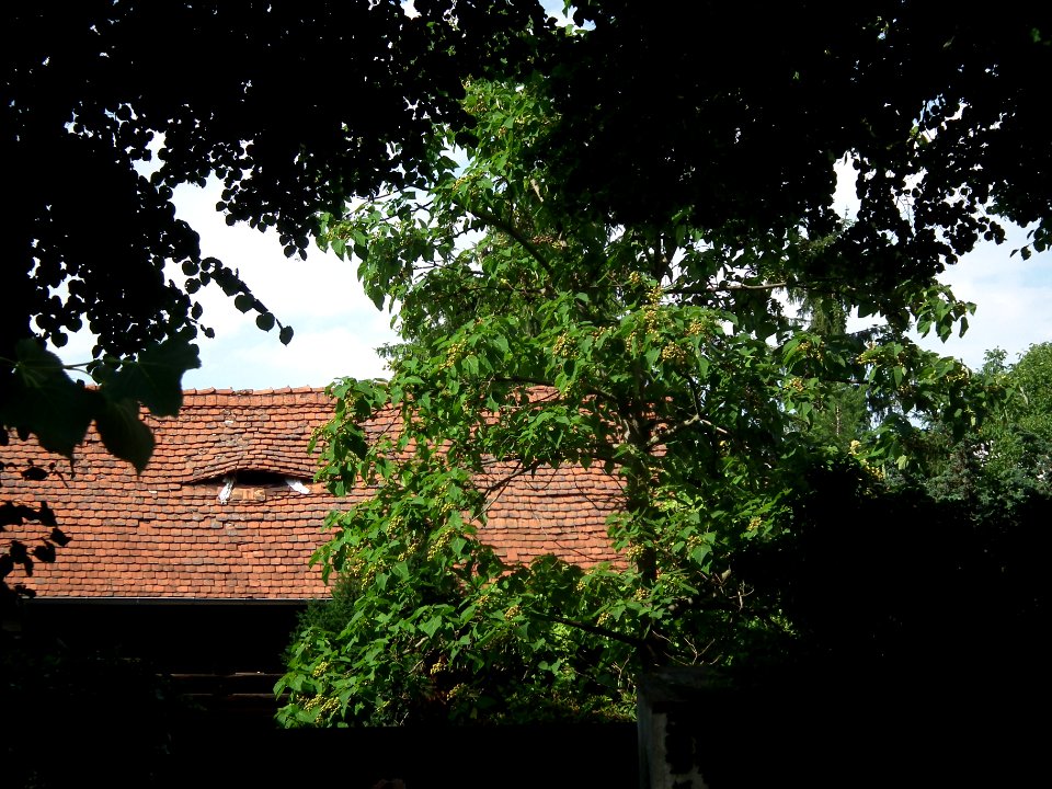 20190622 Senftenberg 095