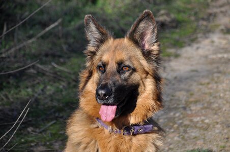 Race pure breed dog