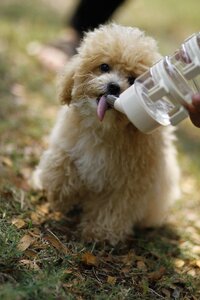 Cute animal brown puppy photo