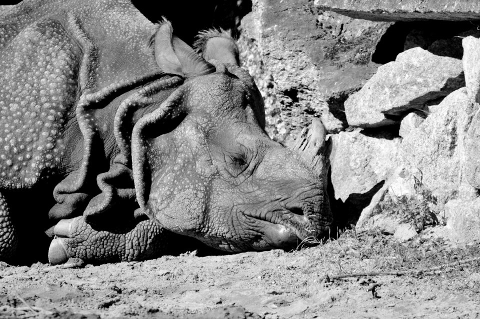 Big game zoo animal world