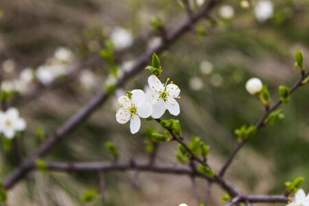 Branch nature cherry