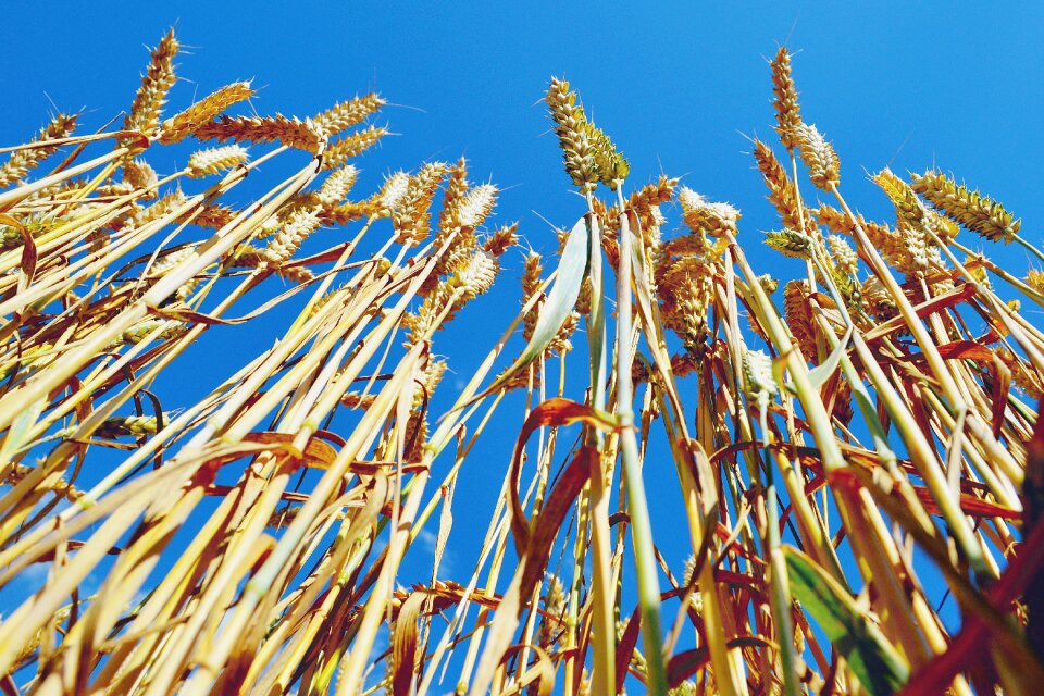 Farm blue sky