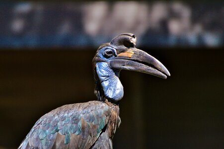 Bucorvus bird bill photo