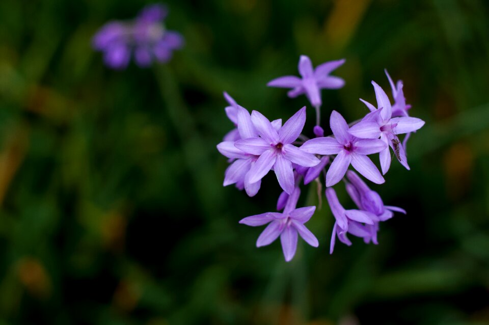 Purple flowers park spring city kunming