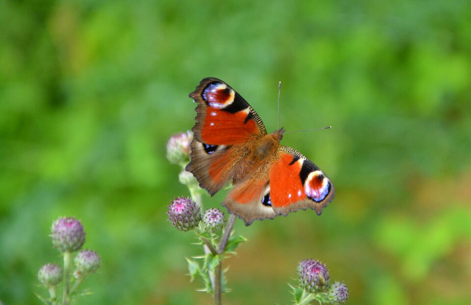 Flight wings flying flowers